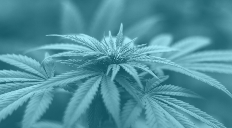 CBD plant and leaves to illustrate payment processing for CBD merchants selling online.