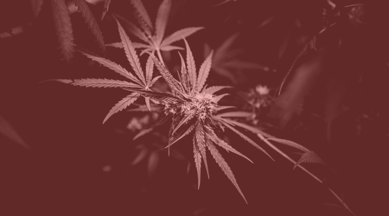 CBD flower